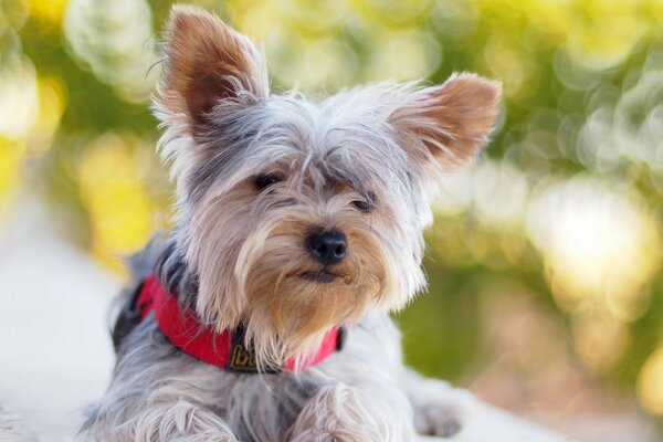 Chien sur fond d été avec arbre