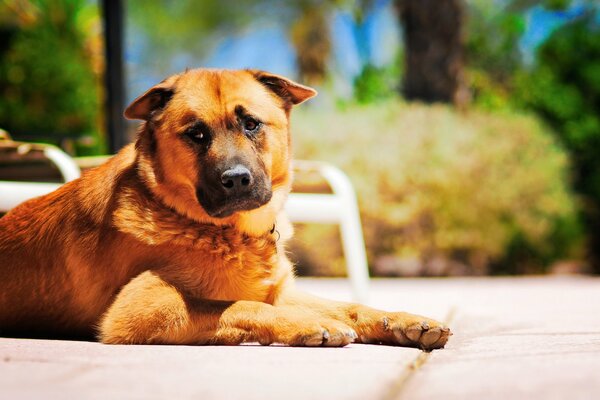 The dog guards the territory while resting