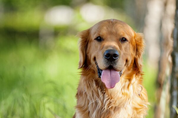 Chien Retriever look