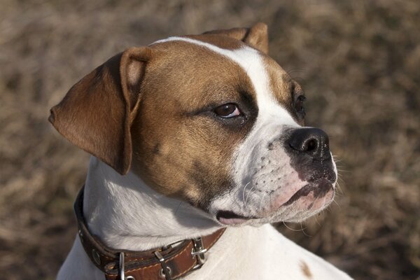 La mirada en la pena, el perro en la reflexión