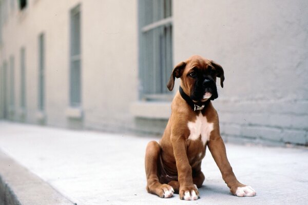 Le chien perdu dans la rue