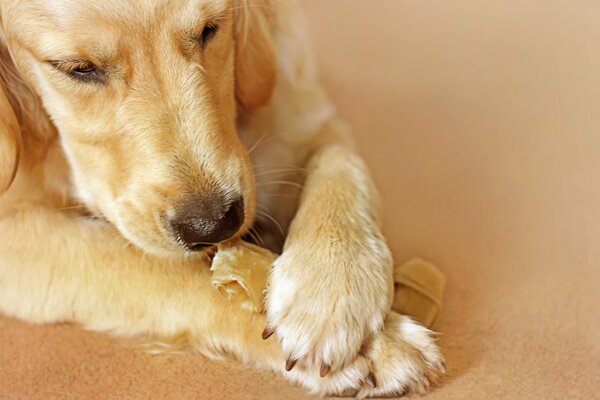 Le chien est un ami de l homme. Confort dans la Maison