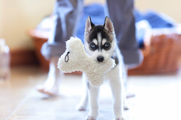 Szczeniak Husky bawi się zabawką kości