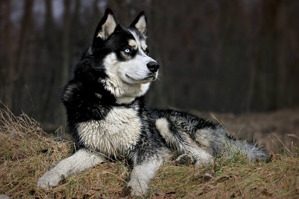 Faszinierender schöner Blick des Hundes