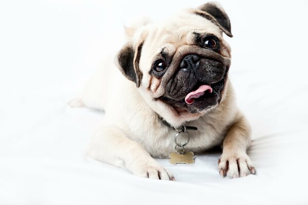 A smiling pug in a good mood