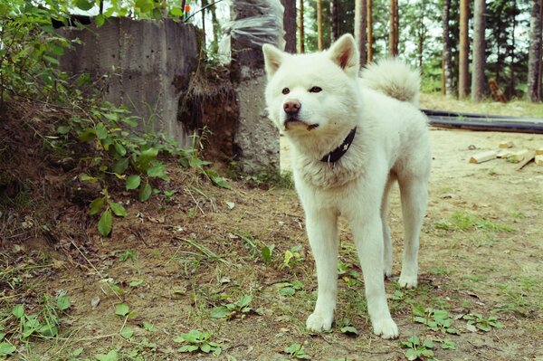 Perro blanco Akita Inu