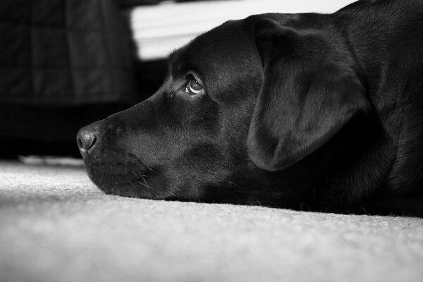 Labrador meilleur chien en noir et blanc