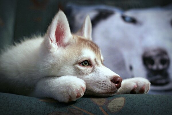 El Husky siberiano se aburre en casa