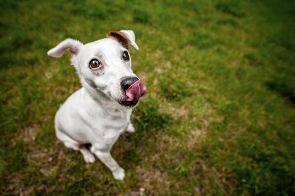 Friendly look of a dog on a green background