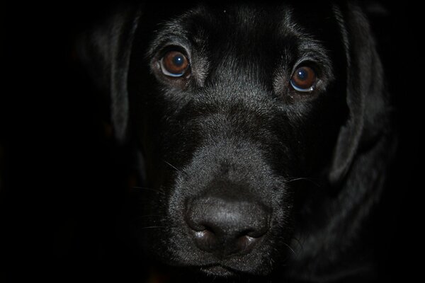 Black labrador looks at the screen