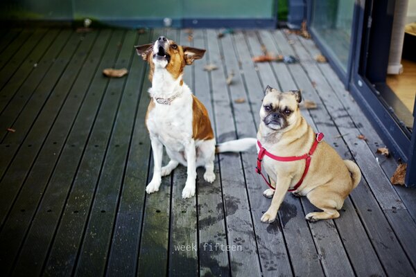 Autumn mood of dogs