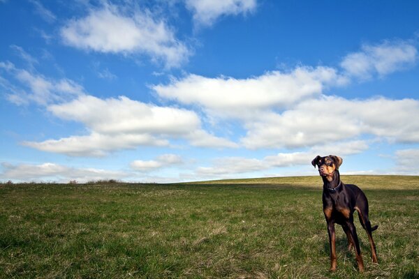 Beau ciel, chien se promène dans le champ