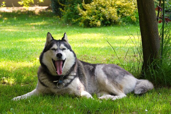 Malamute si rilassa nella natura