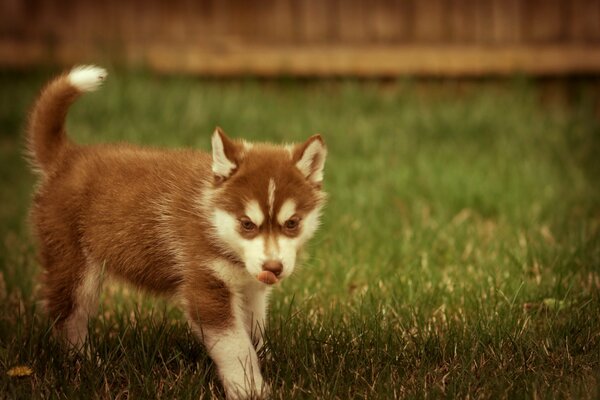 Jouer chiot dans la nature