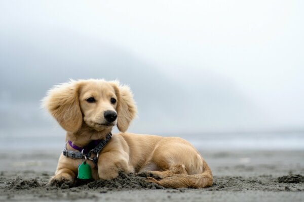 Doggy am Strand genießt es