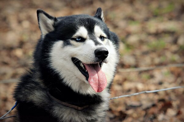 Il migliore amico è un cane. E il suo sguardo gentile