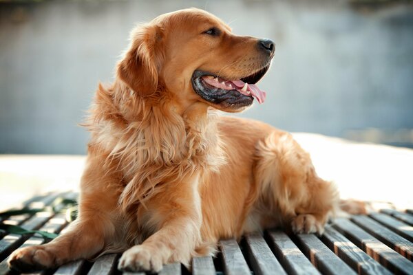 Perro Retriever amigo del hombre