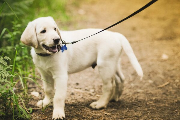 Dog with the owner on a walk