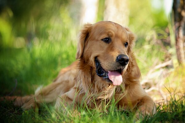 Chien triste dans la nature