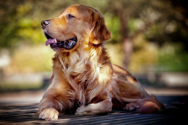 Retriever regarde un regard triste