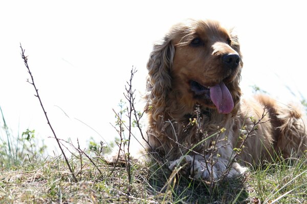 Chien dans une journée de lumière d été