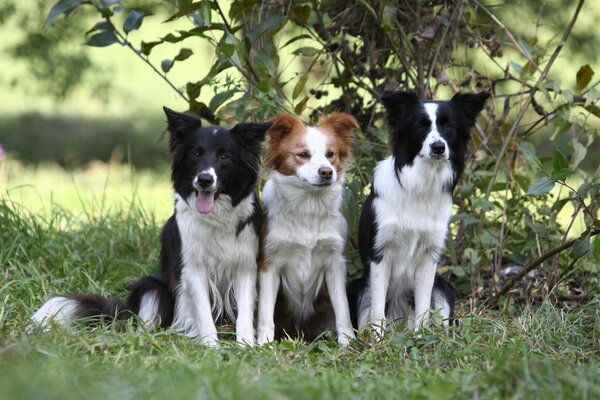 Drei Border Collie Welpen