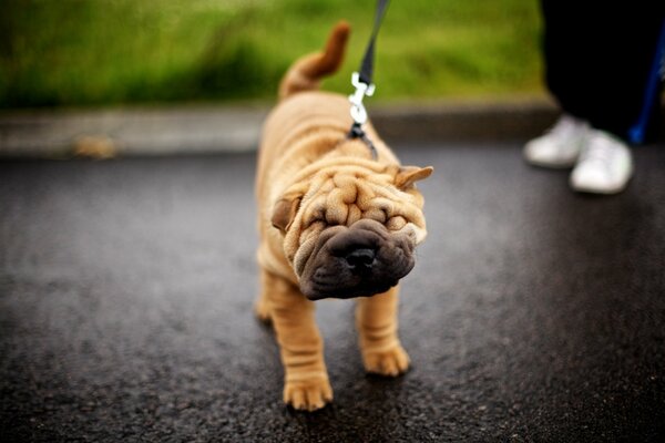 Interesante cara de cachorro Shar Pei