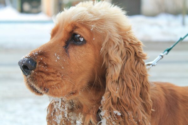 Snow falls beautifully on the dog
