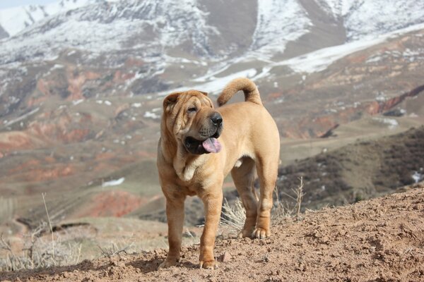 The sharpey dog in the mountains