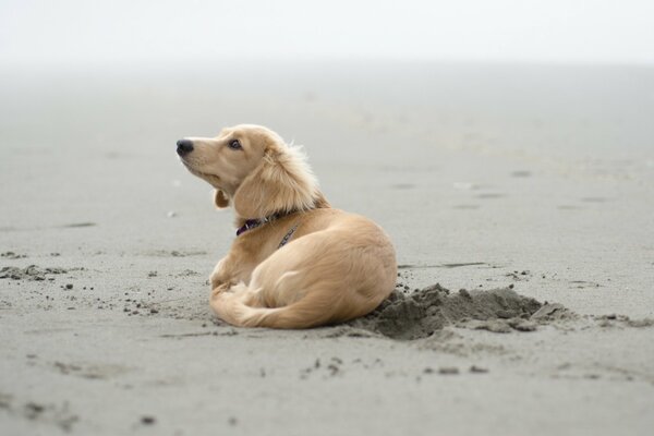 Der Hund liegt auf dem nassen Sand