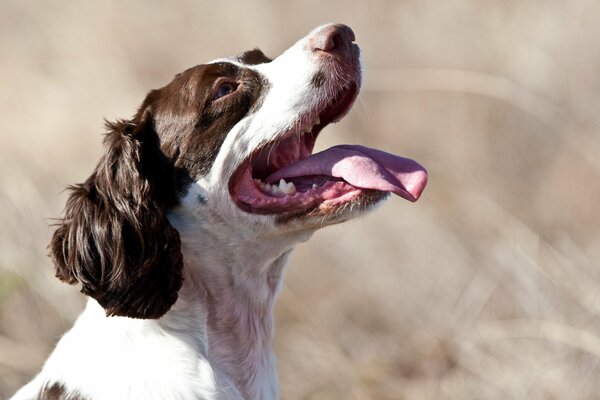 Cane gioioso in una giornata estiva in un campo