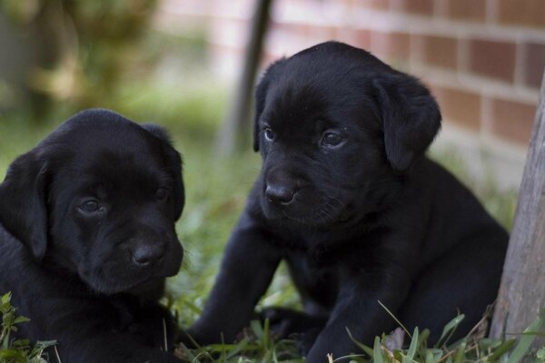 Szczęśliwe psy. szczenięta Labrador Retriever