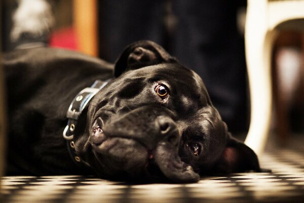 Looking black dog lying on the floor