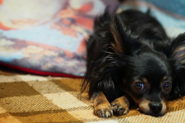 Schöner Hund mit schönem Blick