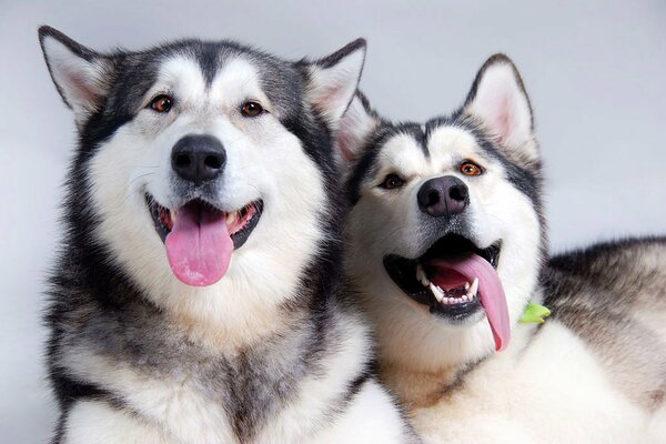 Les amis du chien ont sorti leurs langues