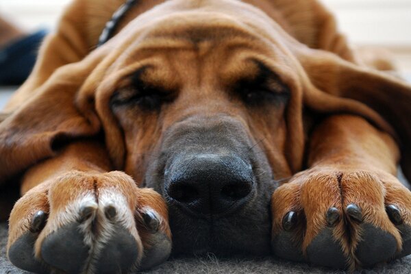 Perro durmiendo con las patas extendidas