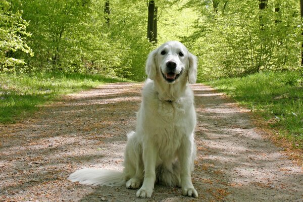 Golden Retriever lächelt für alle