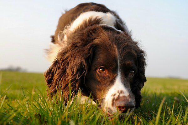 Beautiful dog sniffing grass