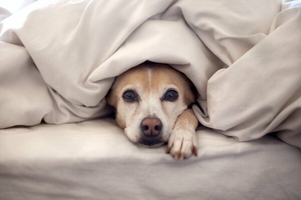 Chien furtivement sous la couverture