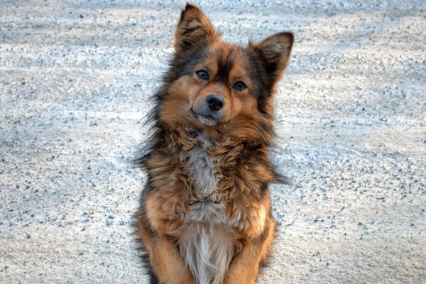 Chien roux à la recherche dévouée