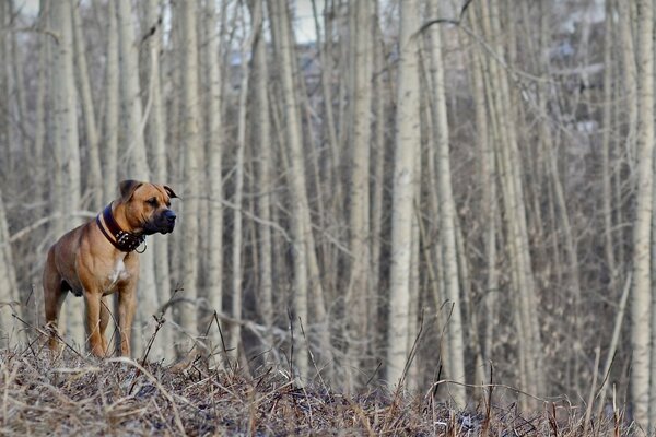 Perro en un paseo en el bosque. Se acerca la primavera