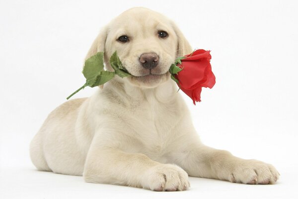 Bely Labrador Retriever mit Blume in den Zähnen