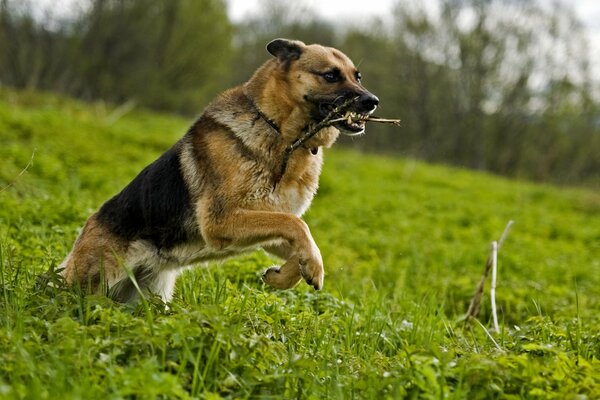 A dog running through the grass with a stick in its teeth