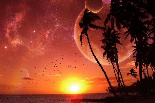 Planet earth the beauty of palm trees and sunset