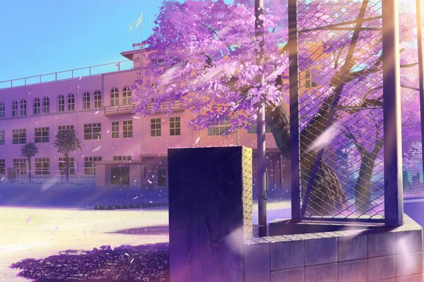 Edificio de la escuela en el resplandor del sol cerca de Sakura