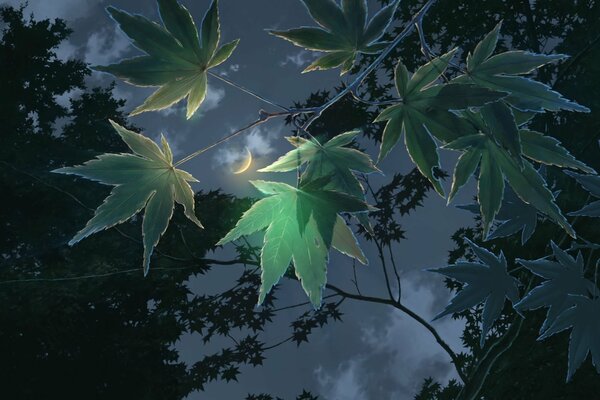 Green leaves on a background of black sky and moon