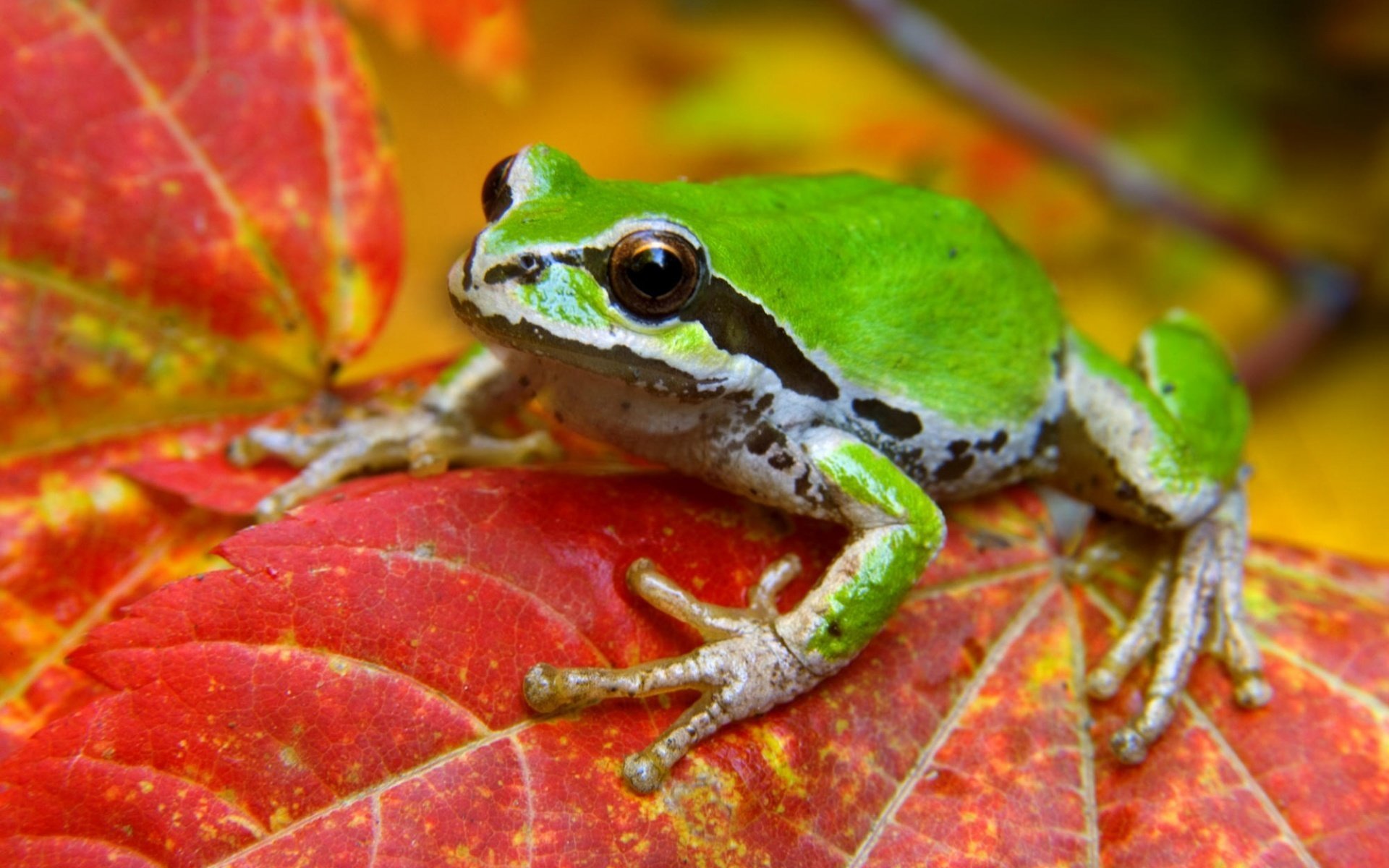 rana verde foglia