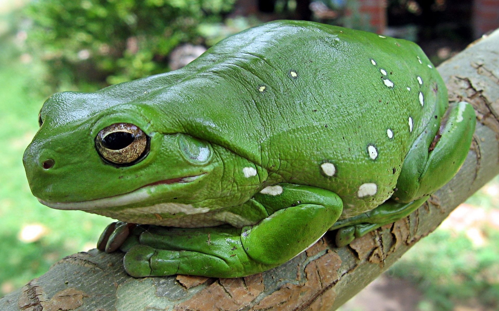 grenouille vert crapaud