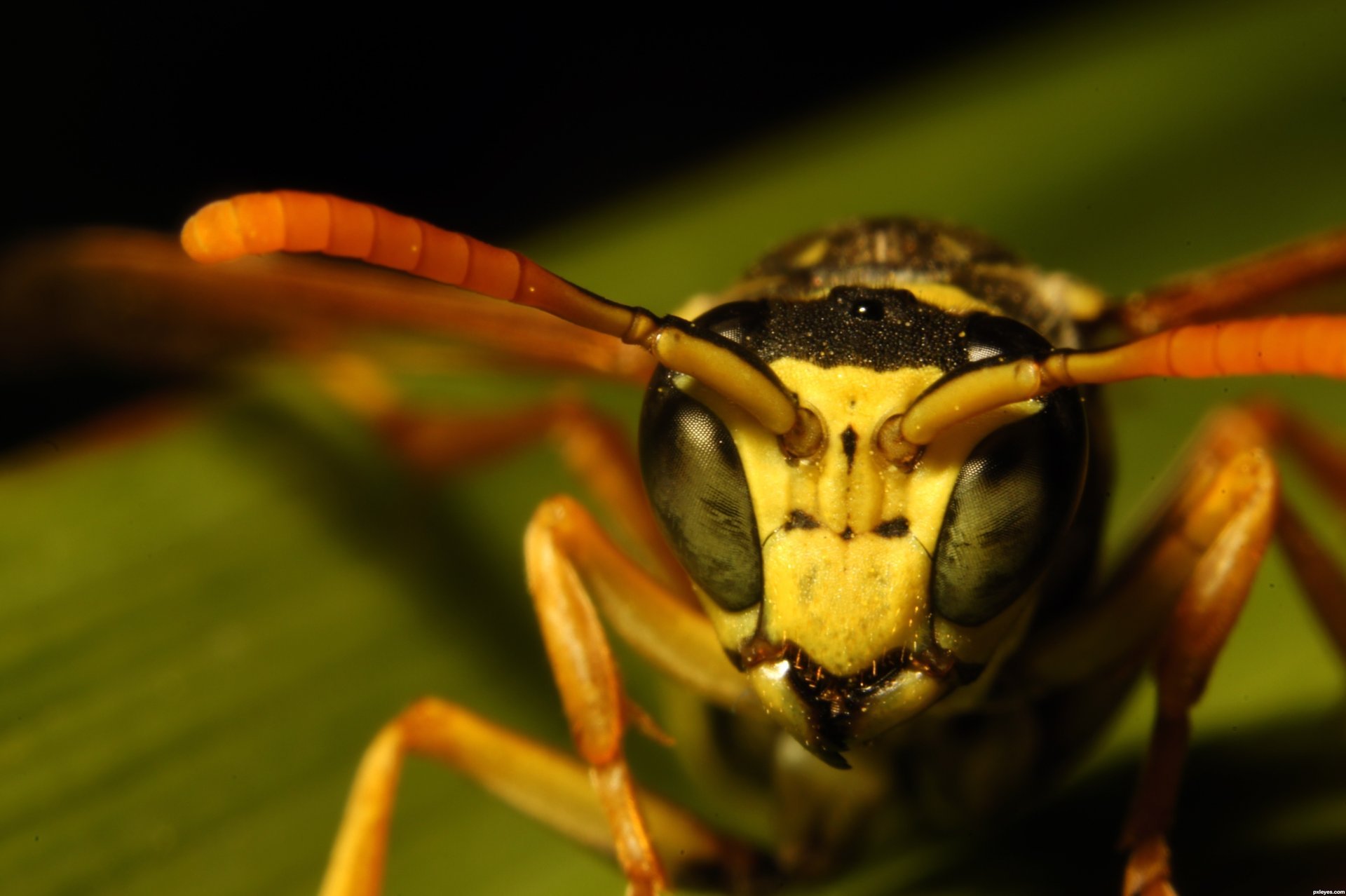 avispón insecto cabeza ojos facetas macro