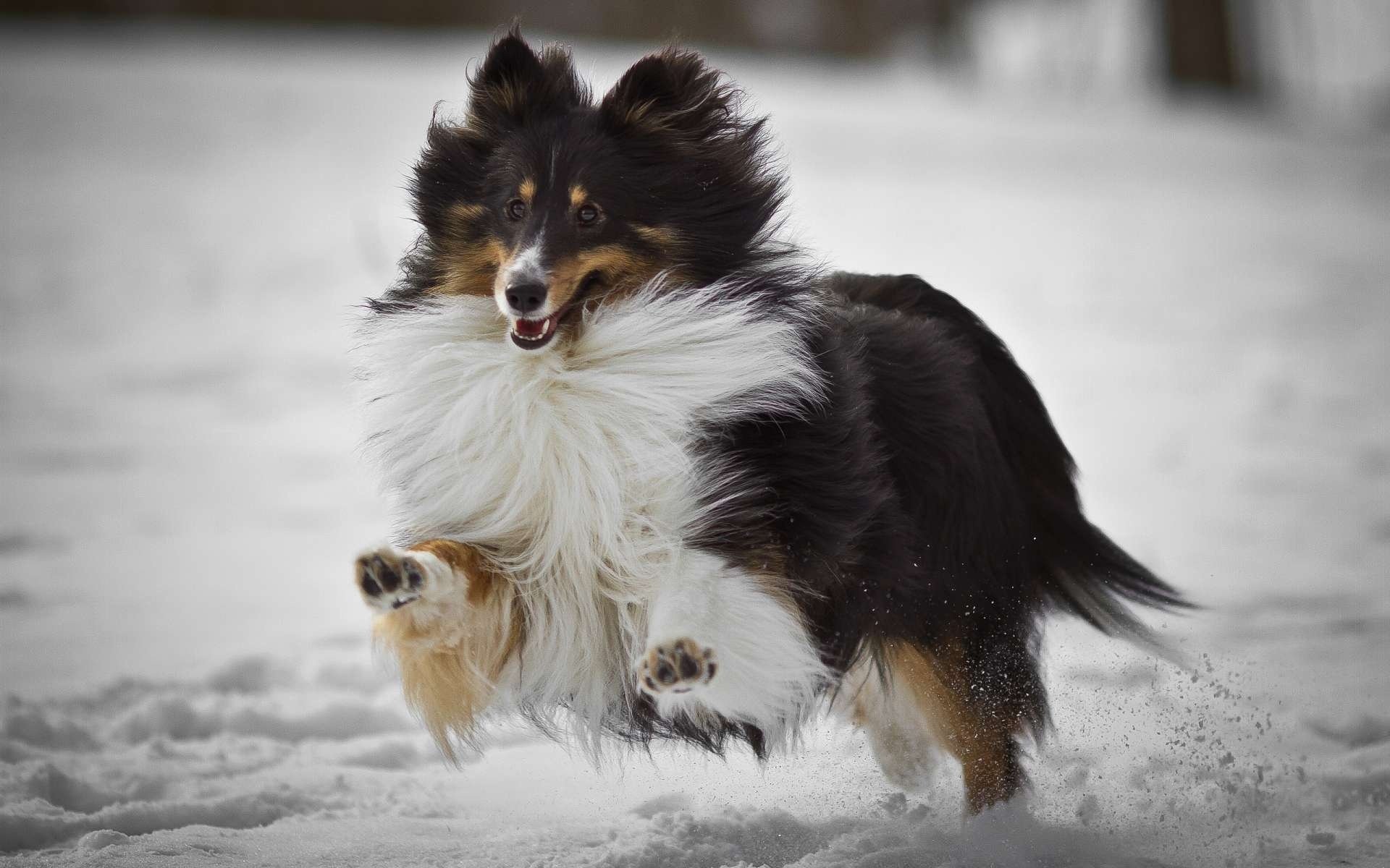 collie running snow